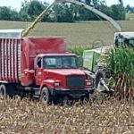 chopping-corn-2022-150x150-1
