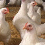200203_chickens_md-150x150-1-4