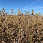 soybeans-210926-150x150-1-2