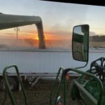 220928_carolyn_olson_harvest_md-150x150-1-3