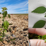 ia-ag-and-land-stewardship-asian-copperleaf-photos-150x150-1