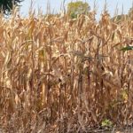 221004_corn_md-150x150-1-2