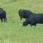 black-cattle-150x150-1-2