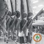 meatpackers-1-150x150-1-20