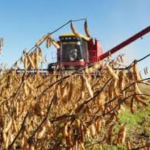 soybean-harvest-150x150-1-10