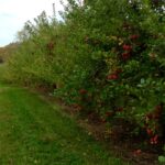 apples3-150x150-1