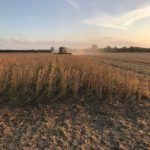 soybean-harvest-4-150x150-1
