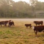 sdsu-extension-drought-cattle-pastures-150x150-1