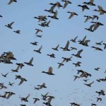duck-migration-fish-and-wildlife-service-150x150-1