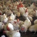 cage-free-chickens-150x150-1