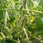 soybeans-with-pods-150x150-1-2