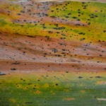 tar-spot-u-of-i-150x150-1-8