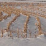 040318_snow_md-150x150-1-2