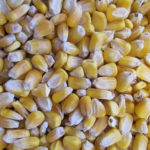 190109_corn_seed_md-150x150-1-4