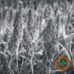 sorghum-150x150-1-11