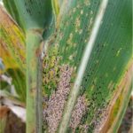 220308_corn_tarspot_md-150x150-1-3