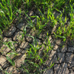 wheatdrought-150x150-1-2