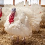 turkeys-ntf-150x150-1-2