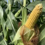 bb_corn_nwmissouri_2022-2-150x150-1-3