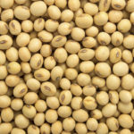 soybeans-150x150-1-13