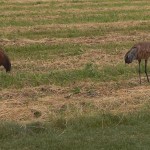 h2013_wisconsin_cranes-150x150-1