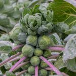 brusselssprouts-150x150-1