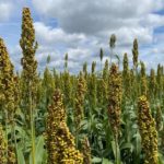 sorghum-my-image-150x150-1-2