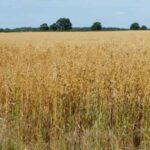 200427_oats_md-150x150-1-2