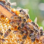 honeybees-150x150-1