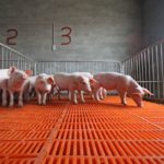 wean-pigs-150x150-1