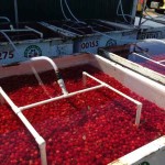 cooling-tart-cherries-150x150311382-1