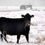 cow-in-snow-1-150x150139455-1