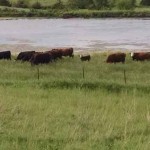 cattle-on-pasture-sw-iowa-5-15-150x150943855-1