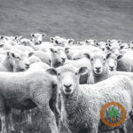 sheep-150x150922771-1