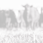 the-bottom-line_header-150x150148436-1