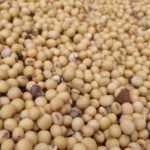 soybeans_inside-farmerjohn-grain-cart-by-larry-150x150969218-1