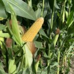 bb_corn_nwmissouri_2022-4-150x150517501-1