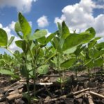 190708_soybeans_mackenziehoffman-150x150117417-1
