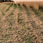201113_triticale_mcnamara_md-150x150878633-1