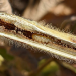 dectes-stem-borer-150x150727011-1