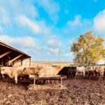 cows2-150x150100689-1