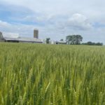 wheat-may-2021-150x150769388-1