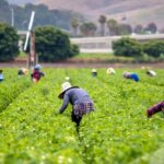 immigrantlabor-150x150721683-1