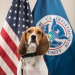 beagle-brigade-1-150x150891740-1