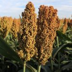 grain-sorghum-headsne-grain-sorghum-board-2017-150x150476037-1