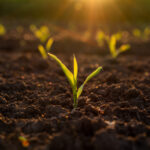 earlycorn2-150x150838798-1