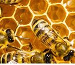 usda-honey-bee-nass-150x130735502-1