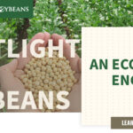 mo-soybeans_an-economic-engine_1200x628-150x150872213-1