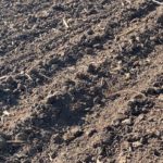 210507_emergence_md-150x150178193-1