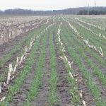 winter-rye-cover-crop-150x150865668-1